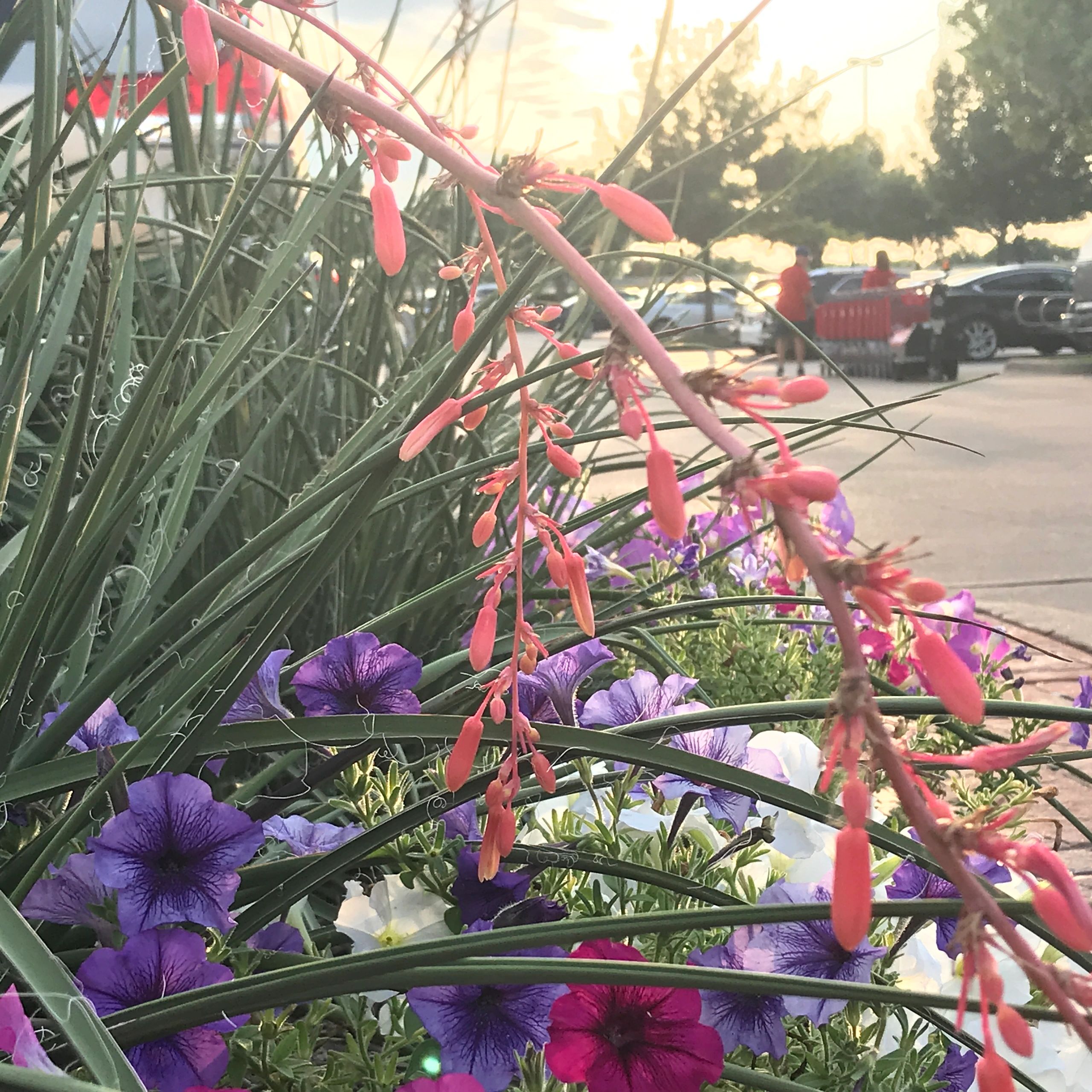 Community garden raised beds