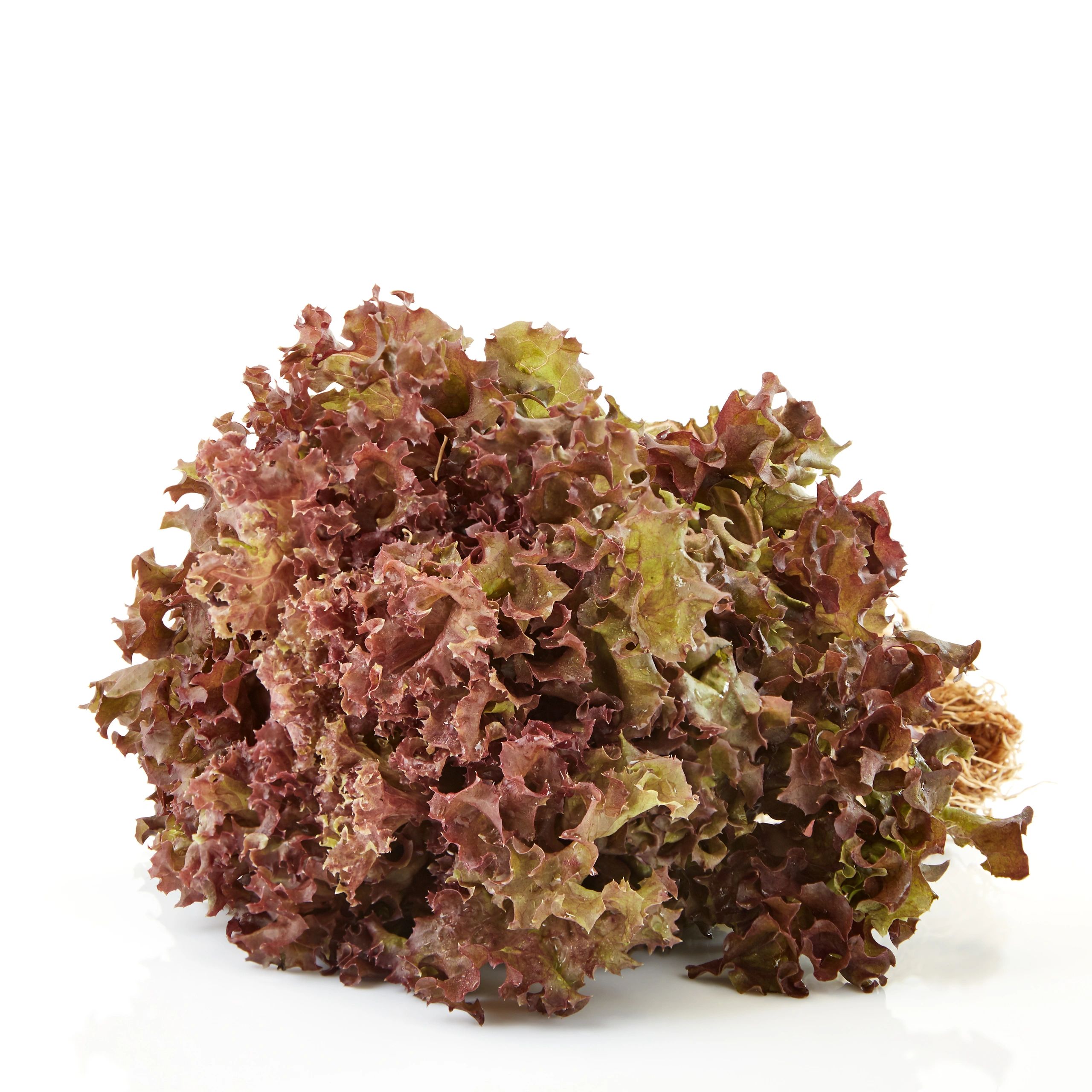 Fresh red leaf lettuce from Thorlands Gardens